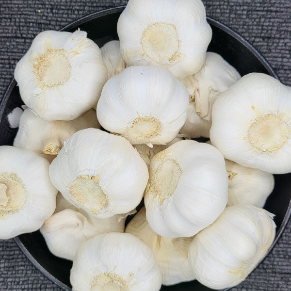 garlic_600X600