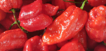 scorpion_peppers_600X600