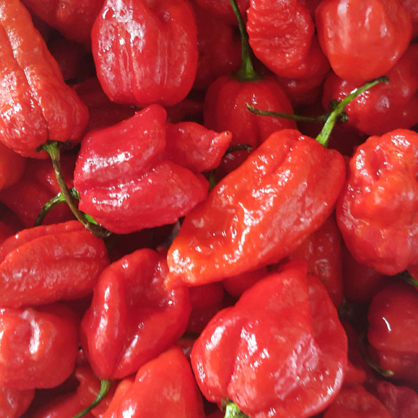 scorpion_peppers_600X600